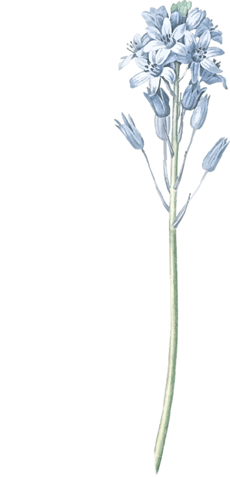 Flower5.png